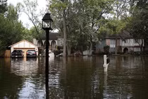 Đột tử vì nhiễm vi khuẩn ăn thịt người sống trong nước lũ