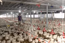 Gà ế, chủ trại phải bán giá rẻ như cho chỉ 11.000 đồng/kg