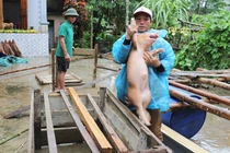 Video: Người Hà Tĩnh ôm lợn chạy lũ