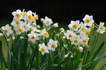 Những loại cây trồng trong nhà ‘đỉnh’ nhất hút tài lộc