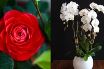 Chọn hoa Tết hợp gia chủ mệnh Kim - Mộc - Thủy - Hỏa - Thổ