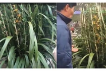 Tá hỏa phát hiện trong chậu hoa Tết là "rừng" tăm