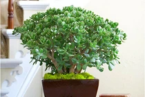 5 loại cây phong thủy hút tài lộc cực đỉnh