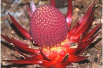 Cây “ma ca rồng” quái dị, lẩn trốn trong các khu rừng khắp thế giới