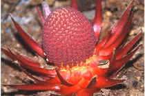 Cây “ma ca rồng” quái dị, lẩn trốn trong các khu rừng khắp thế giới