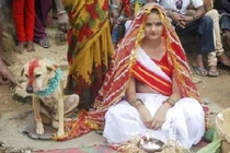 Lạ kỳ những vụ người kết hôn với… động vật