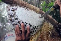 Hành trình... kiếm mật vàng thu vàng của đồng bào Mông Tây Bắc