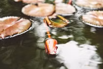 Bí ẩn nơi thực vật bị chôn vùi hàng trăm năm vẫn có thể hồi sinh