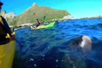 Video hải cẩu ngoạm bạch tuộc quật thẳng vào mặt người chèo thuyền