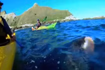 Video hải cẩu ngoạm bạch tuộc quật thẳng vào mặt người chèo thuyền