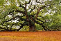 3 món đồ gây tiêu tán tài lộc cần vứt bỏ càng sớm càng tốt