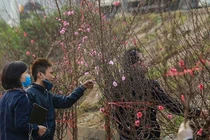 Đào Tết tăng giá hàng ngày