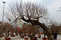 Cách chọn mua đào, quất tươi lâu suốt Tết Nguyên đán