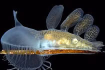 Video: 10 loài động vật có khả năng tàng hình vi diệu