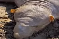 Quái vật mặt giống người kỳ dị xuất hiện khiến người nhìn hoảng sợ