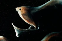 Video: Những sinh vật kinh dị ẩn nấp dưới đáy Tam Giác Quỷ