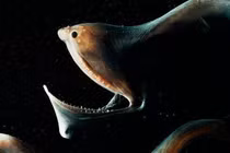 Video: Những sinh vật kinh dị ẩn nấp dưới đáy Tam Giác Quỷ