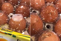 Rùng mình giòi bò lúc nhúc trong khay trứng ở siêu thị