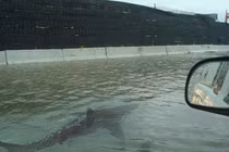 Siêu bão Harvey: Thực hư ảnh cá mập bơi trên đường phố Houston