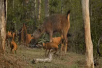 Video: Bị đàn sói lửa bao vây, hươu Sambar vẫn sống sót thần kỳ