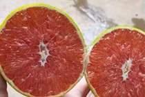 Loại cam ruột đỏ khác thường mới xuất hiện ở Việt Nam