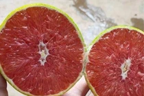 Loại cam ruột đỏ khác thường mới xuất hiện ở Việt Nam