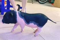 Dịch tả lây lan: Cảnh báo cô nàng ôm ấp em ỉn mini chơi cảnh