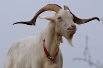 Thần Tài ngự trên két, 3 con giáp ngửa tay hứng vàng đầu năm 2022