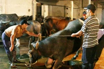 Thực hư lời đồn "trâu báo oán" khiến người chết vì giết trâu ở Bắc Giang