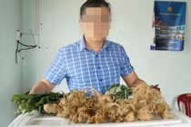 Tam thất, điền trúc thành sâm Ngọc Linh