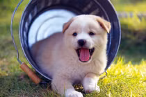 Top 3 con giáp đau đầu chóng mặt vì đếm tiền, giàu có hết cỡ