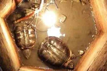 Phát hiện hai sinh vật sống thần kỳ trong giếng cổ bị lấp 30 năm