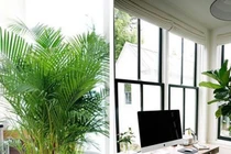 Đặt cây ở vị trí này gia chủ càng sống càng vượng