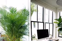 Đặt cây ở vị trí này gia chủ càng sống càng vượng