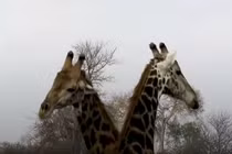 Video: Hươu cao cổ 2 lần gục ngã sau khi dính đòn từ đối thủ