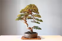Lý giải nguyên nhân cây cảnh bonsai lại có giá trên trời