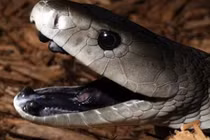 Kinh hoàng rắn nguy hiểm nhất thế giới mò vào nhà dân