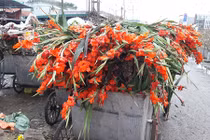 Hoa tươi rớt giá thảm hại, người bán vứt đống trong thùng rác