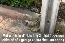 Video: Trăn khủng đoạt mạng bồ câu rồi lôi vào bụi rậm