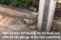 Video: Trăn khủng đoạt mạng bồ câu rồi lôi vào bụi rậm