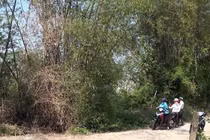 Cò đất náo loạn miền quê: Bờ tre, gốc rạ đổi ra tiền tỷ