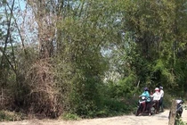 Cò đất náo loạn miền quê: Bờ tre, gốc rạ đổi ra tiền tỷ