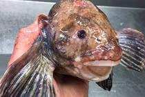 Những quái vật biển sâu kỳ quái nhất trên Trái đất