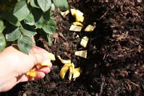 Tự chế phân bón từ vỏ chuối - chìa khóa giúp vườn rau lớn phổng