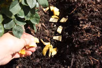 Tự chế phân bón từ vỏ chuối - chìa khóa giúp vườn rau lớn phổng