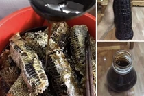 Mật ong hoa sâm giá tiền triệu, thợ săn ong rừng tiết lộ sự thật