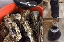 Mật ong hoa sâm giá tiền triệu, thợ săn ong rừng tiết lộ sự thật