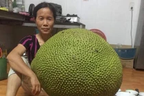 Mua hoa quả khổng lồ về chơi Tết, phải chi ít nhất bao nhiêu?
