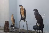 Cảnh báo mối nguy hại từ việc nuôi động vật hoang dã... làm cảnh