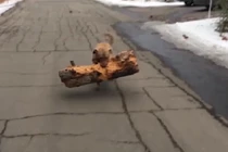 Video: Kinh ngạc với chú chó tha khúc gỗ cực nặng làm đồ chơi